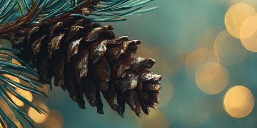 Ho-Ho-How-to: Weihnachtszeit im CRM clever nutzen